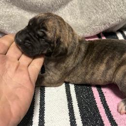Girl 4 - Brindle female Great Dane puppy in Indianola, Iowa from Bull West Kennels