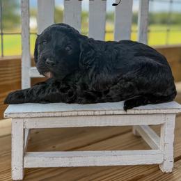 Terry - Black male Goldendoodle puppy in Cleveland, Tennessee from Liberty Creek Farms