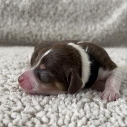Miles - Piebald male Dachshund puppy in Lawrenceville, Georgia from Chivi Paws