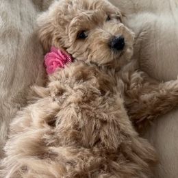 Goldendoodle Puppies from Mini Goldendoodles of New England