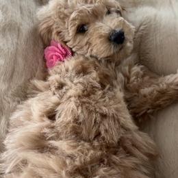Goldendoodle Puppies from Mini Goldendoodles of New England