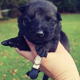 Brown collar - Sable male German Shepherd puppy in Dexter, Missouri from Vom Morris Haus German Shepherds