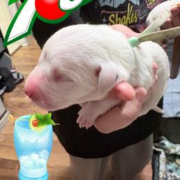 7-up - White and black male Dalmatian puppy in Des Moines, Iowa from Spot Splattered Dalmatians