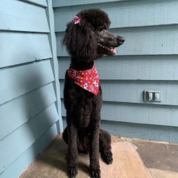 Poodles from Silent Snipes Poodles