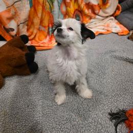 Frosty - White and black male Chinese Crested puppy in Utah from Mlee puppies