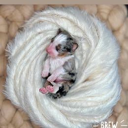 Brew - Blue merle Aussiedoodle puppy in Chattanooga, Tennessee from Remedy Ridge Aussiedoodles