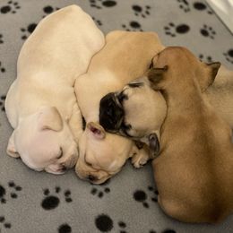 French Bulldog Puppies from Nordic Nuggets