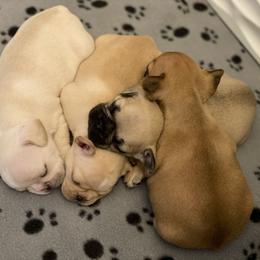 French Bulldog Puppies from Nordic Nuggets