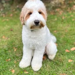 George - Goldendoodle