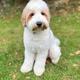 George