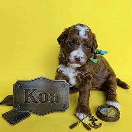 Koa - Red  male Goldendoodle puppy in American Fork, Utah from Kym’s Micro Mini Goldendoodles