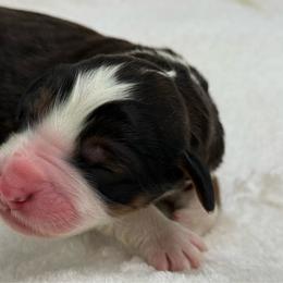 Chipotle - Sable male Bernedoodle puppy in Clermont, Florida from Shadow Bernedoodles & Dog Training