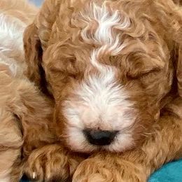 Boy 2 - Goldendoodle puppy in Morehead City, North Carolina from Shoreside Doodles