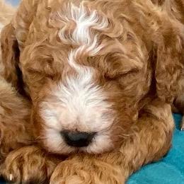 Boy 2 - Goldendoodle puppy in Morehead City, North Carolina from Shoreside Doodles