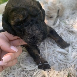 Brindle - Poodle puppy in Redding, California from Canyon Creek Kennels