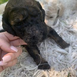 Brindle - Poodle puppy in Redding, California from Canyon Creek Kennels
