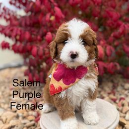 Purple - Red female Bernedoodle puppy in Springville, Utah from JW Doodles