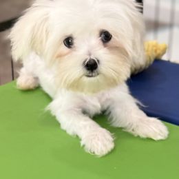 Romeo - White male Maltese puppy in Colonial Beach, Virginia from Julie Tremblay