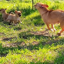 Princess Mimi - Chihuahua