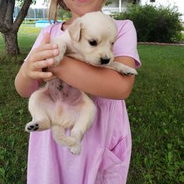Golden Retriever Puppies from Eagle Ridge Golden Retrievers