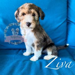 Aussiedoodle Puppies from Ridgeline Doodles