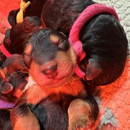 Puppy - Black and tan male Airedale Terrier puppy in Lodi, Wisconsin from Mystic’s Airedales
