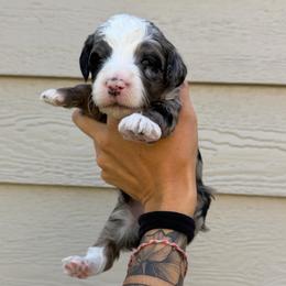 Dolly - Blue merle female Bernedoodle puppy in Horseshoe Bend, Idaho from Over the Moon Poodles and Doodles