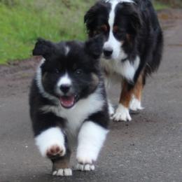 Australian Shepherds from Fox & Elf Master Farm