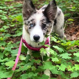 Border Collie All Grown Up from Buck Branch Border Collies