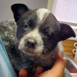 Full mask n - Blue speckled female Australian Cattle Dog puppy in Lenoir, North Carolina from Blue Coyote Ranch