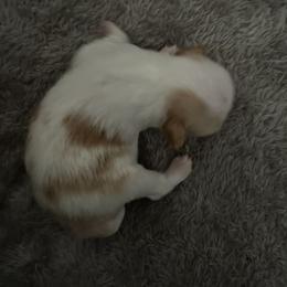 Rowan aka Roo - Red and white female Japanese Chin puppy in Longwood, Florida from CindyLynnsChins
