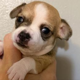 Champ - Black sabled fawn male Chihuahua puppy in Amity, Pennsylvania from Rhoda and Verna