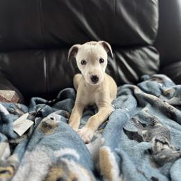 Girl 2 - Fawn female Whippet puppy in Henryville, Indiana from Forestview