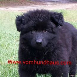 Berger Blanc Suisse and German Shepherd Puppies from Vom Hundhaus  Shepherds
