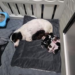 Dachshund puppies from DK's Dream Doxies