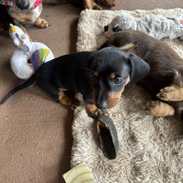 Dachshund Puppies from Dapper Doxies