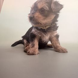 Yorkshire Terrier Puppies from Jaymele Fultz