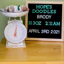 Aussiedoodle, Double Doodle, Goldendoodle, and Poodle Puppies from Hope’s Doodles