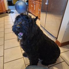 Mel - Bouvier des Flandres