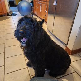 Mel - Bouvier des Flandres