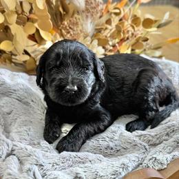 Smore- Tan Collar - Black male Goldendoodle puppy in Bay City, Texas from Charming Doods Goldendoodles