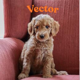 Vector - Red  male Goldendoodle puppy in College Station, Texas from Em & El Doodles