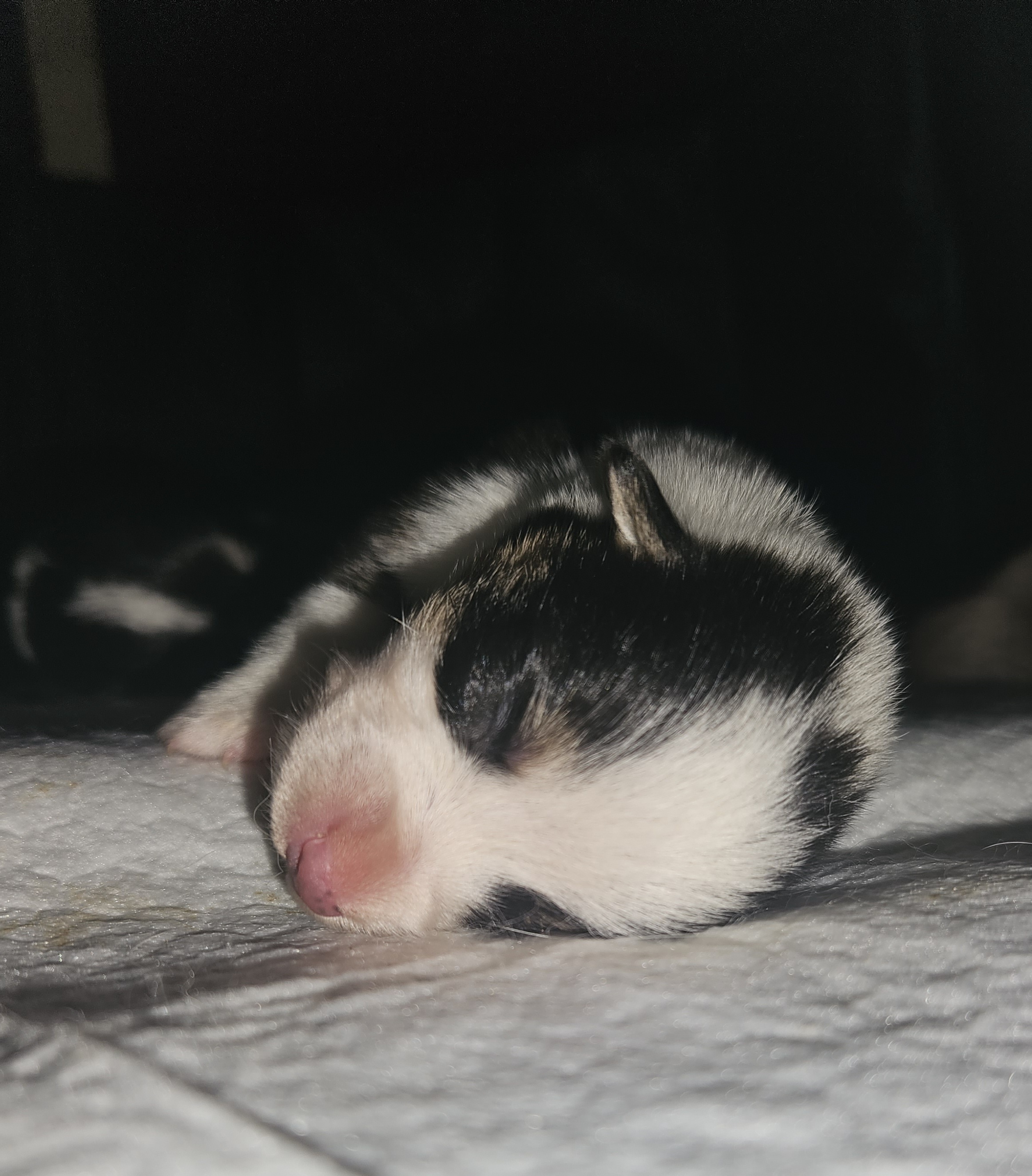 Boy 2 - Pembroke Welsh Corgi puppy in Bates City, Missouri from Penny Lane Corgis