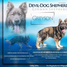 Greyson - German Shepherd