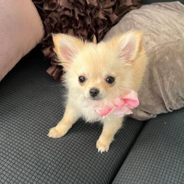 Foxi - Cream female Chihuahua puppy in Mesa, Arizona from Arizona Dream Chihuahuas