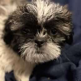 Shih Tzus from JND Puppies