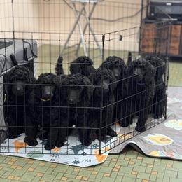Poodle Puppies from Lingo Standard Poodles