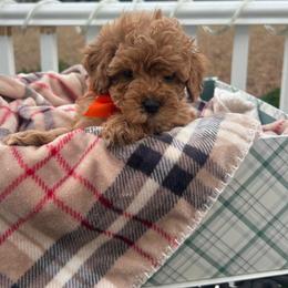 Elliot - Red  male Goldendoodle puppy in Mint Hill, North Carolina from DoodleForever