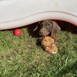 Doberman Pinscher Puppies from Jensen Dobermans