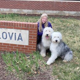 Old English Sheepdog Puppies from Heavinly Blessings Farm Pups - Old English Sheepdog Puppies